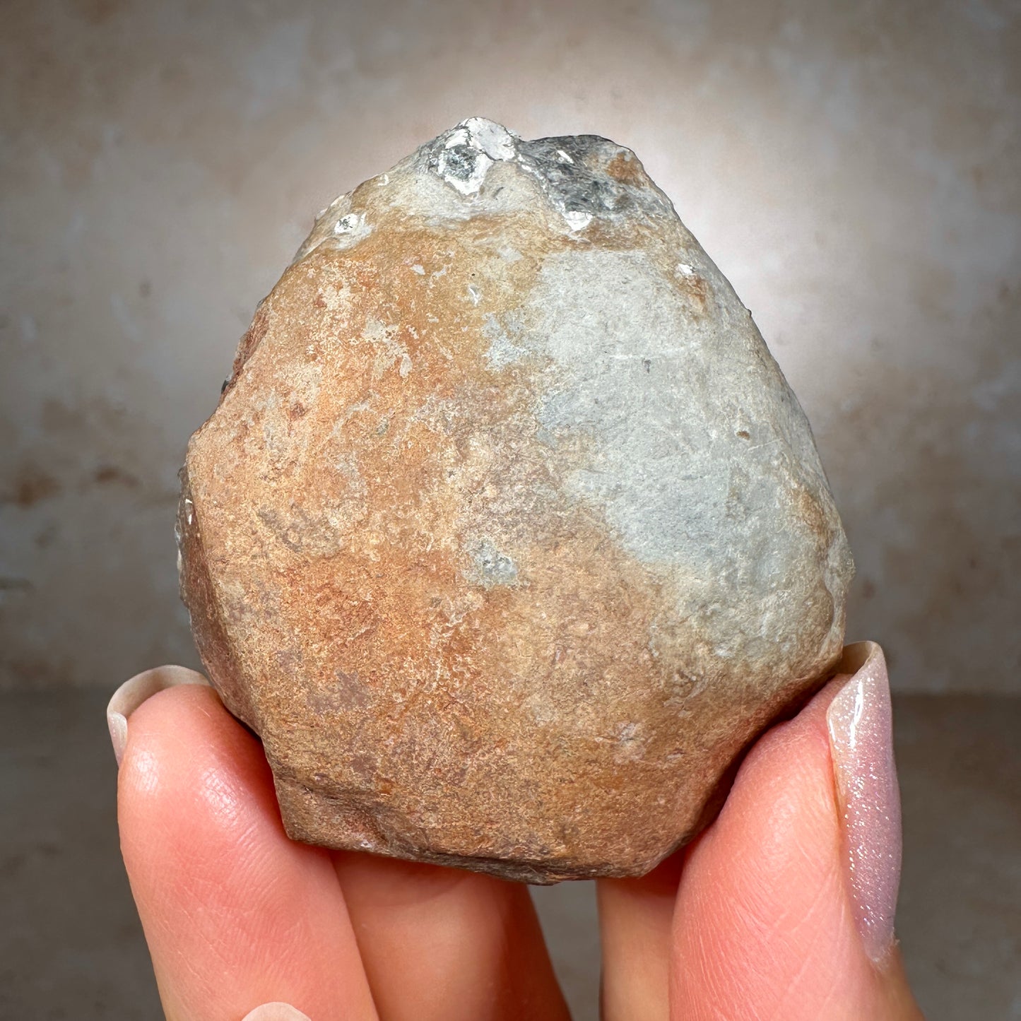 Jurassic Pyritized Ammonite Fossil (Pleuroceras), Germany, 40g