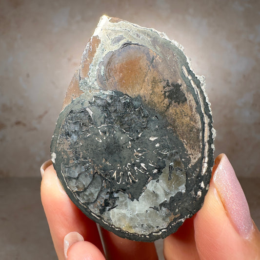 Jurassic Pyritized Ammonite Fossil (Pleuroceras), Germany, 42g