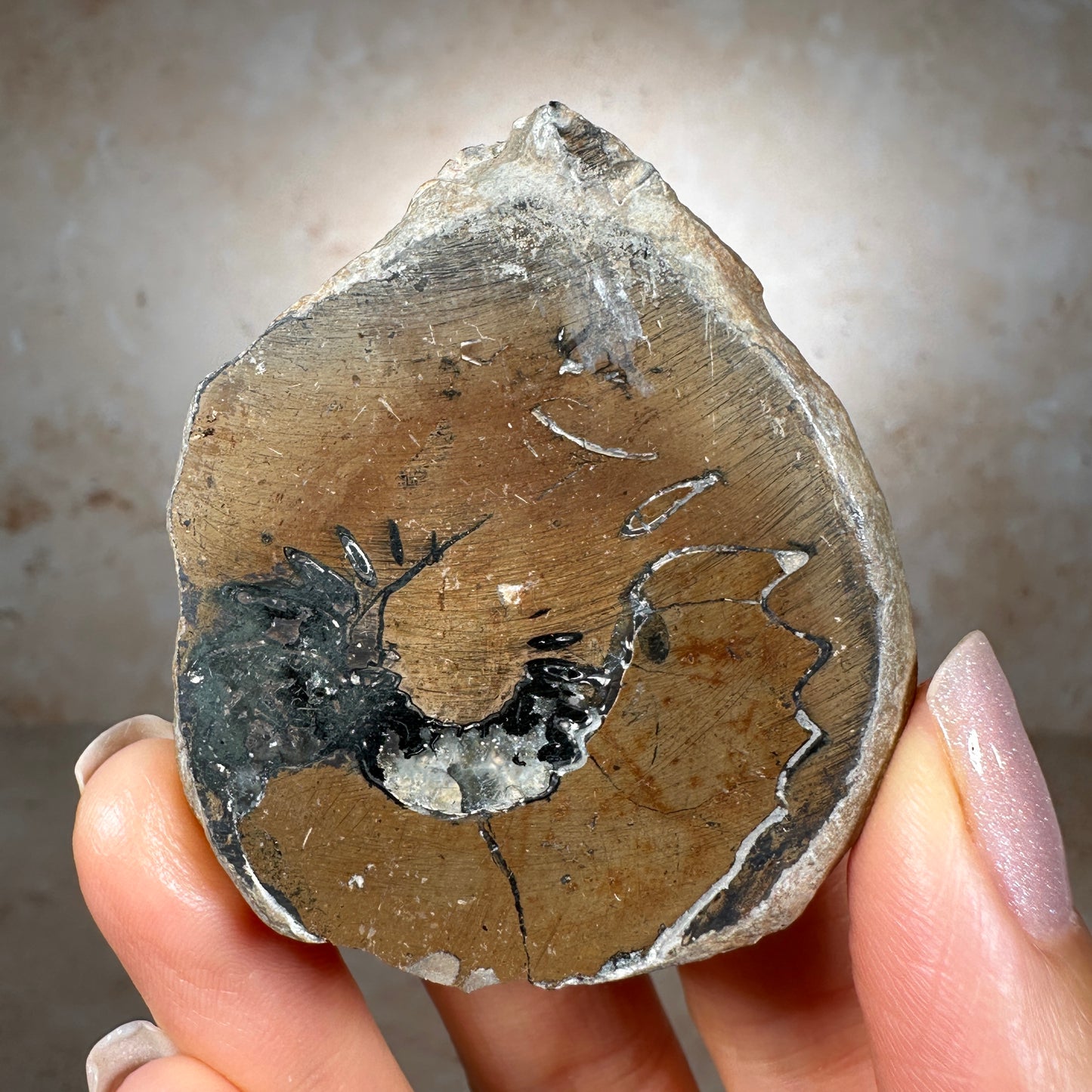 Jurassic Pyritized Ammonite Fossil (Pleuroceras), Germany, 81g