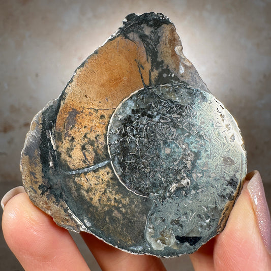 Jurassic Pyritized Ammonite Fossil (Pleuroceras), Germany, 67g