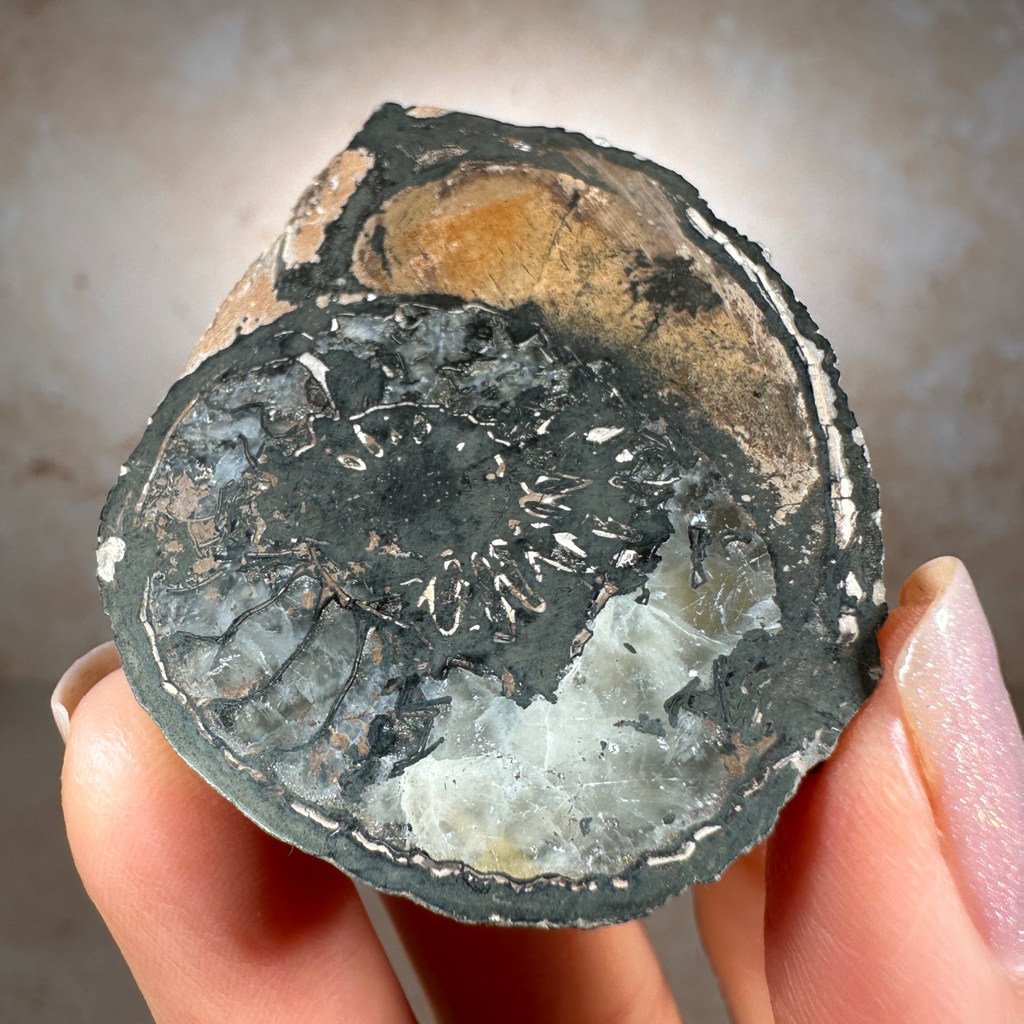 Jurassic Pyritized Ammonite Fossil (Pleuroceras), Germany, 42g
