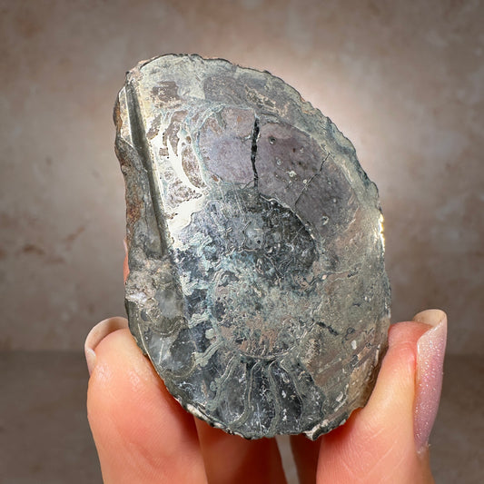 Jurassic Pyritized Ammonite Fossil (Pleuroceras), Germany, 47g