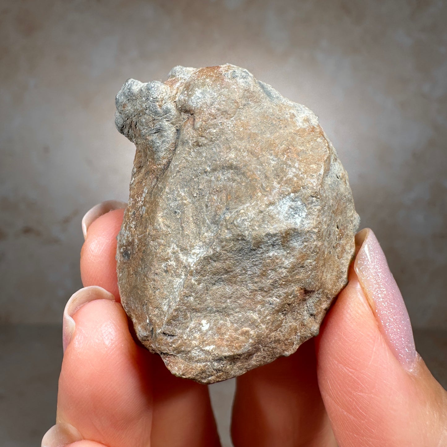 Jurassic Pyritized Ammonite Fossil (Pleuroceras), Germany, 28g