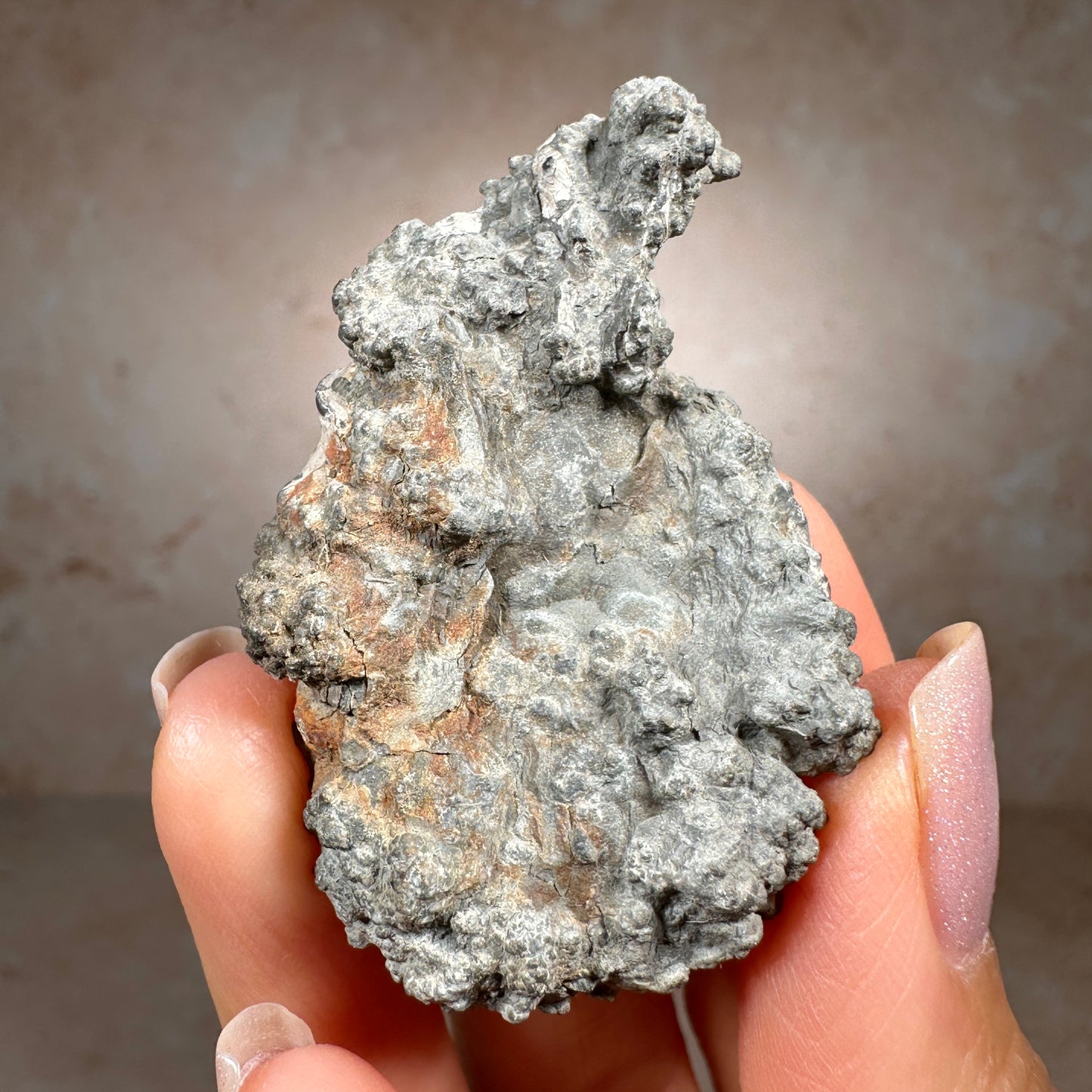 Jurassic Pyritized Ammonite Fossil (Pleuroceras), Germany, 33g