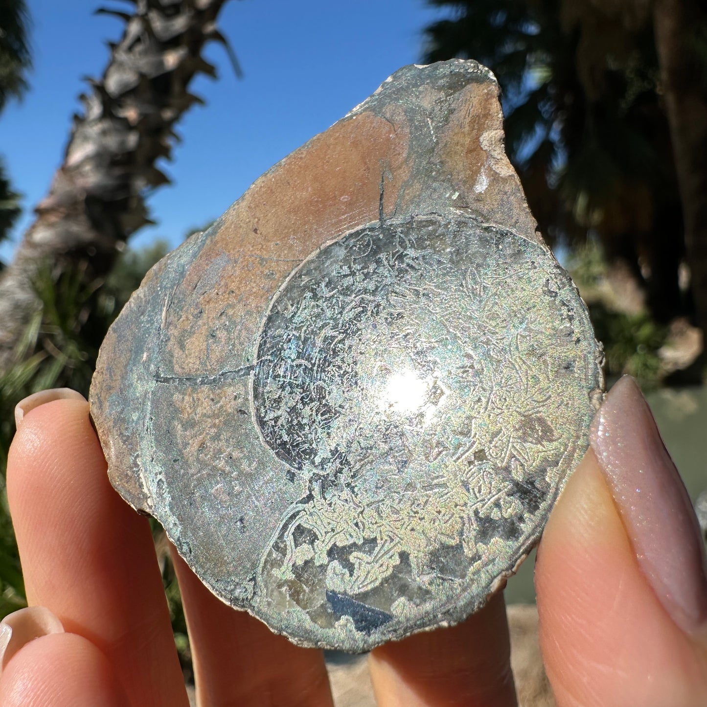 Jurassic Pyritized Ammonite Fossil (Pleuroceras), Germany, 67g