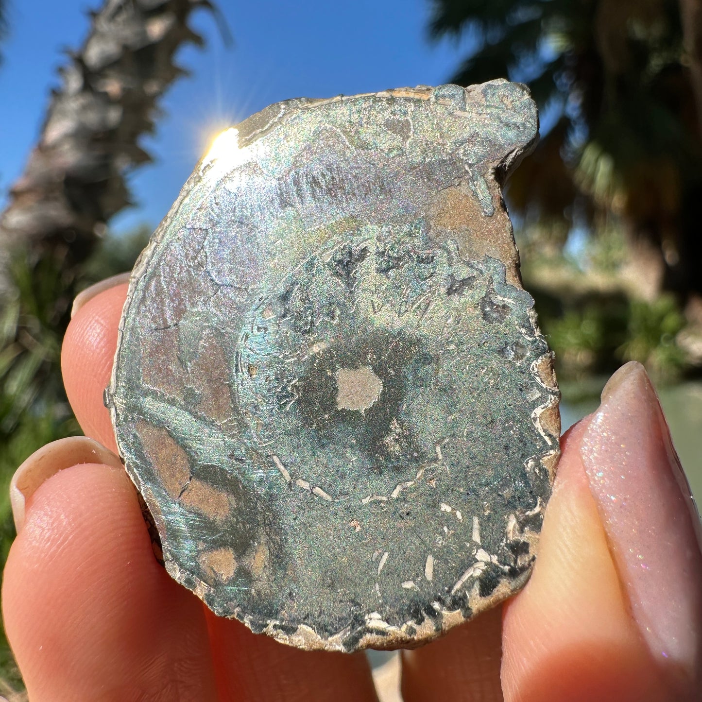 Jurassic Pyritized Ammonite Fossil (Pleuroceras), Germany, 28g