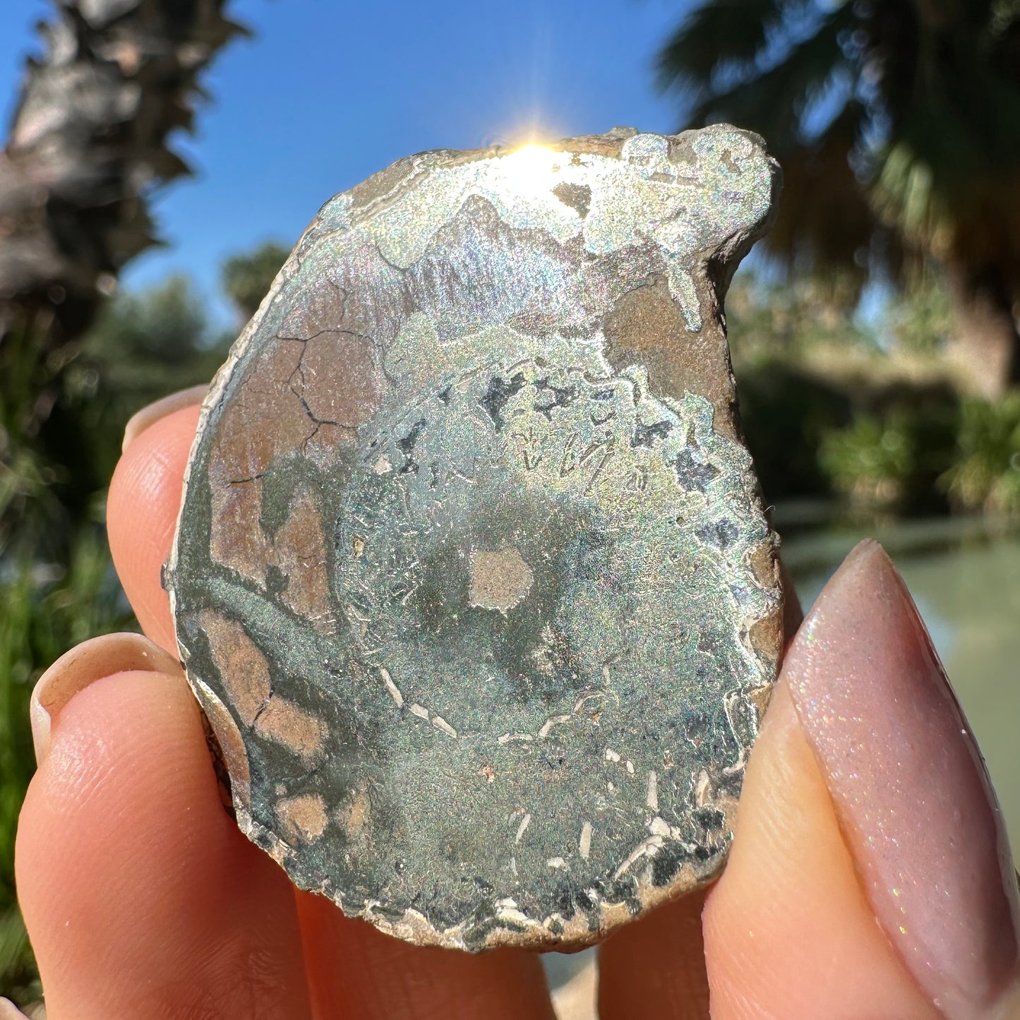 Jurassic Pyritized Ammonite Fossil (Pleuroceras), Germany, 28g