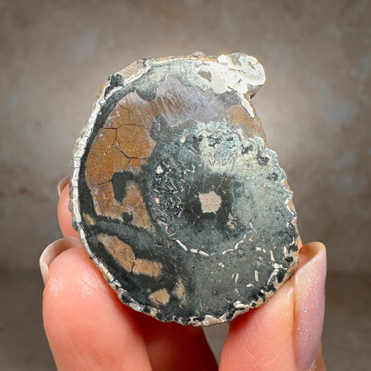 Jurassic Pyritized Ammonite Fossil (Pleuroceras), Germany, 28g