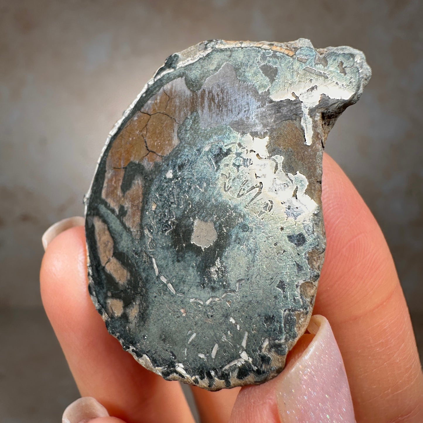 Jurassic Pyritized Ammonite Fossil (Pleuroceras), Germany, 28g