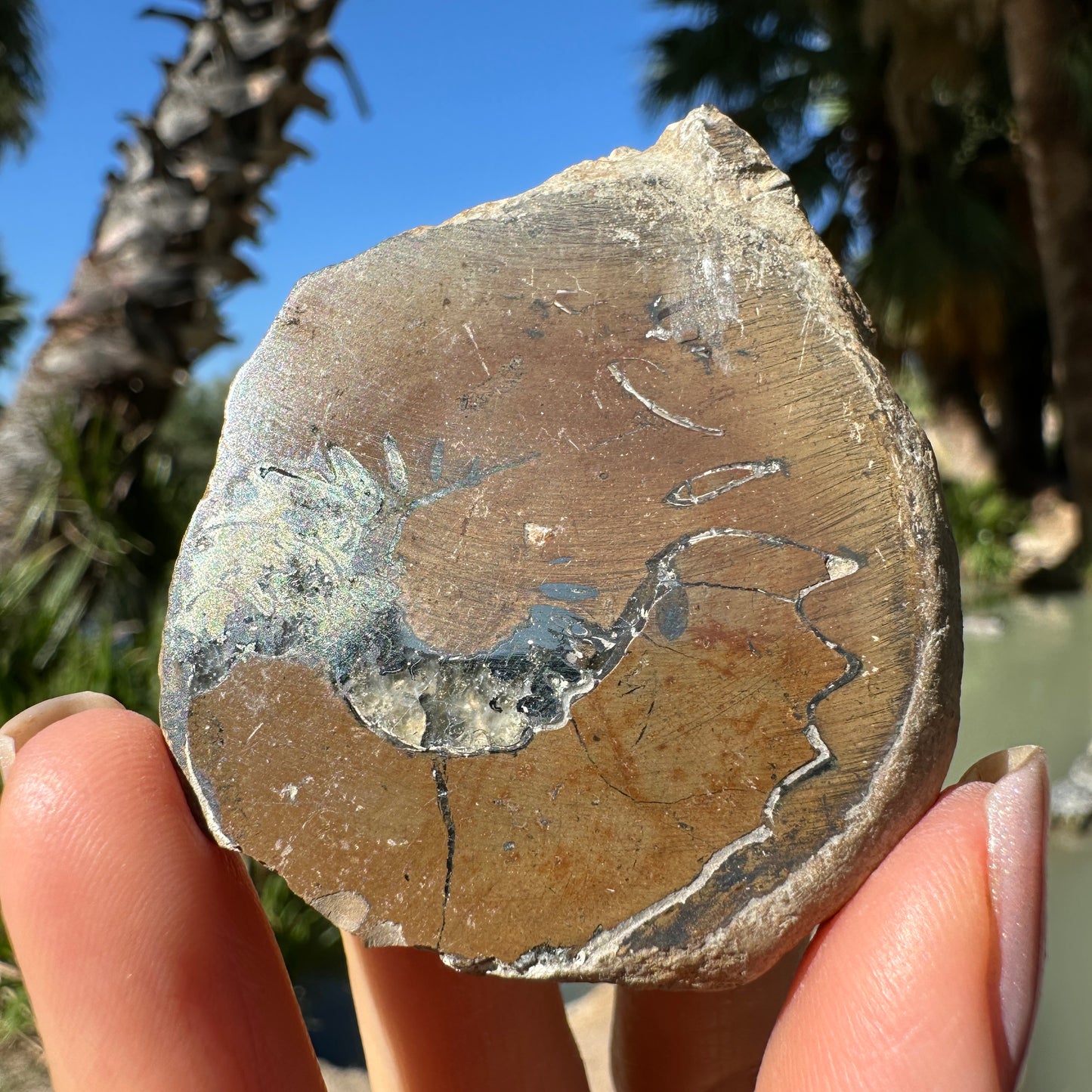 Jurassic Pyritized Ammonite Fossil (Pleuroceras), Germany, 81g