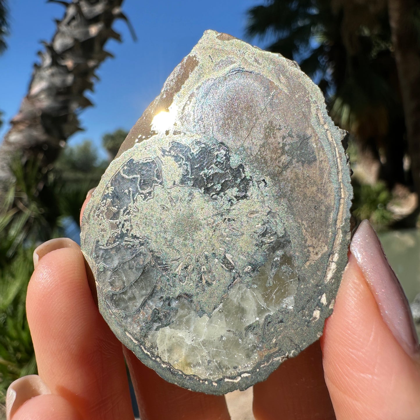 Jurassic Pyritized Ammonite Fossil (Pleuroceras), Germany, 42g
