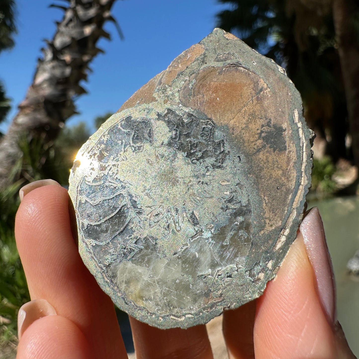 Jurassic Pyritized Ammonite Fossil (Pleuroceras), Germany, 42g