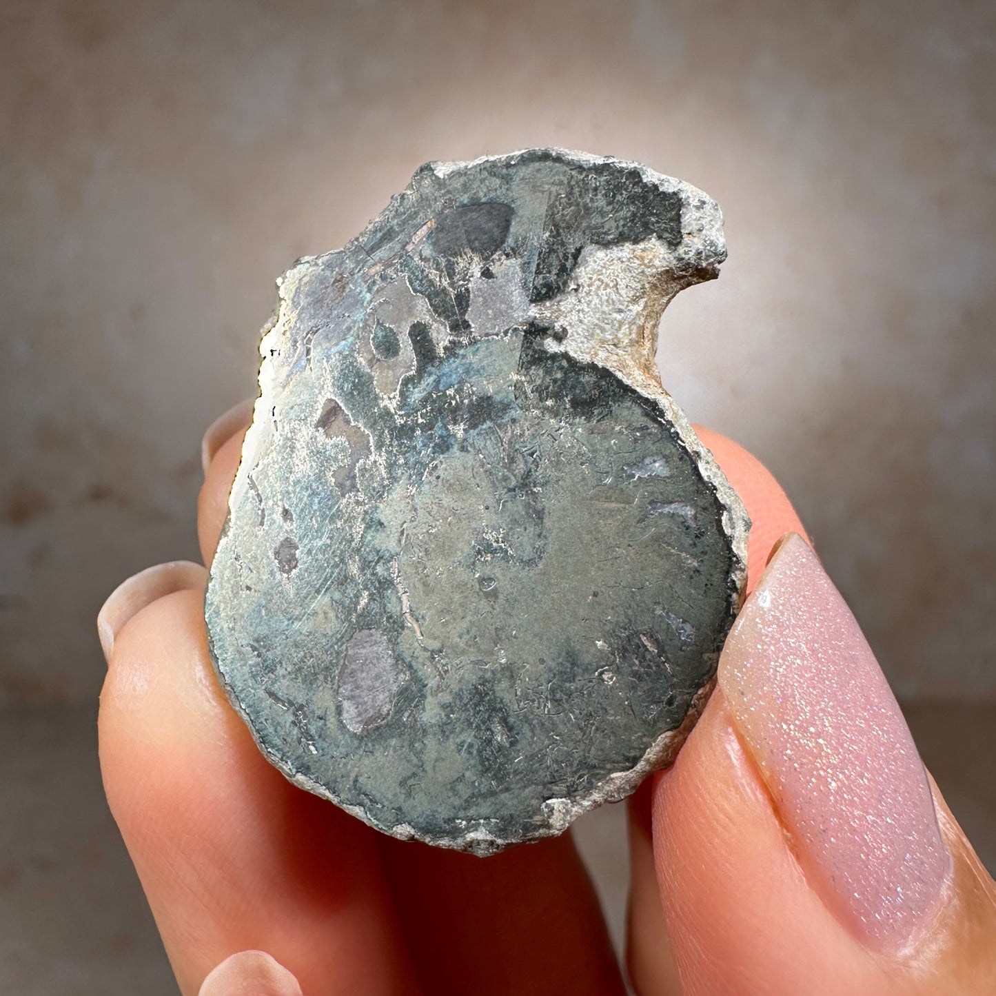 Jurassic Pyritized Ammonite Fossil (Pleuroceras), Germany, 19g
