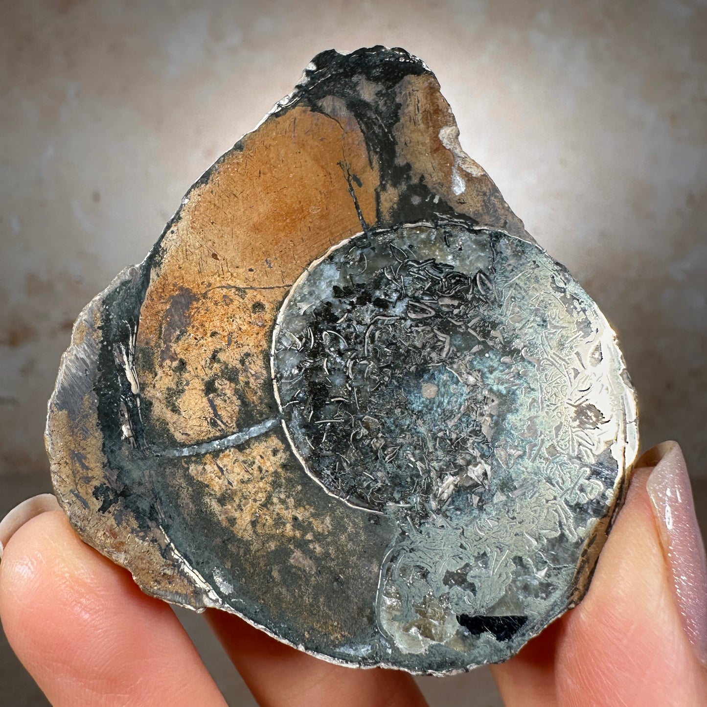Jurassic Pyritized Ammonite Fossil (Pleuroceras), Germany, 67g