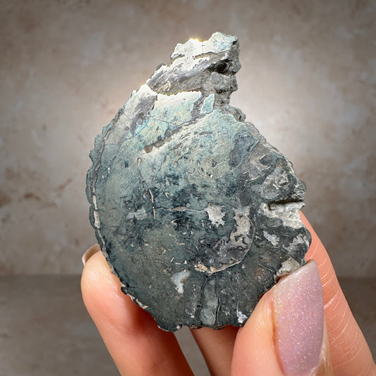 Jurassic Pyritized Ammonite Fossil (Pleuroceras), Germany, 34g