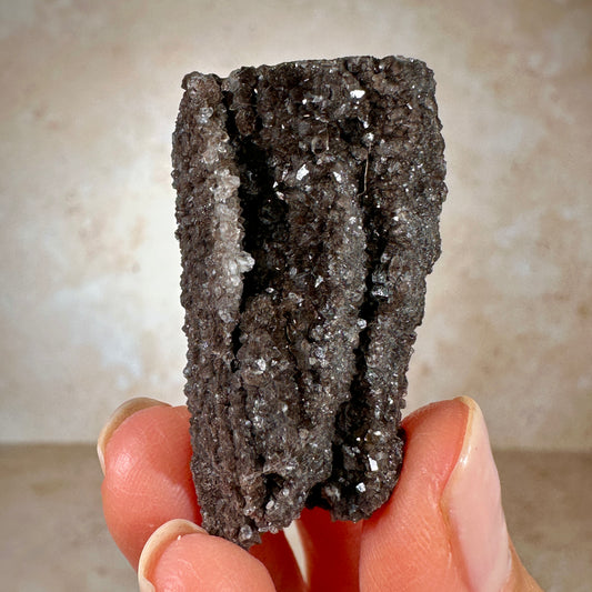 Rare Carbonized Fossil Wood
