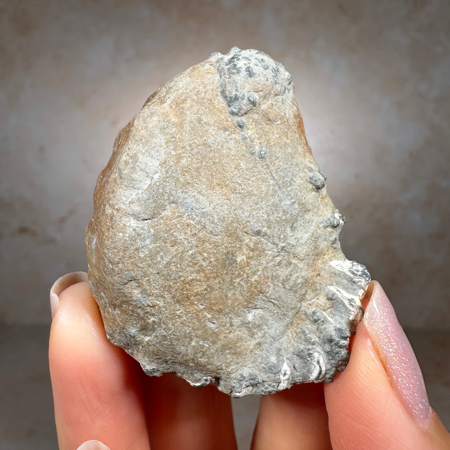 Jurassic Pyritized Ammonite Fossil (Pleuroceras), Germany, 30g