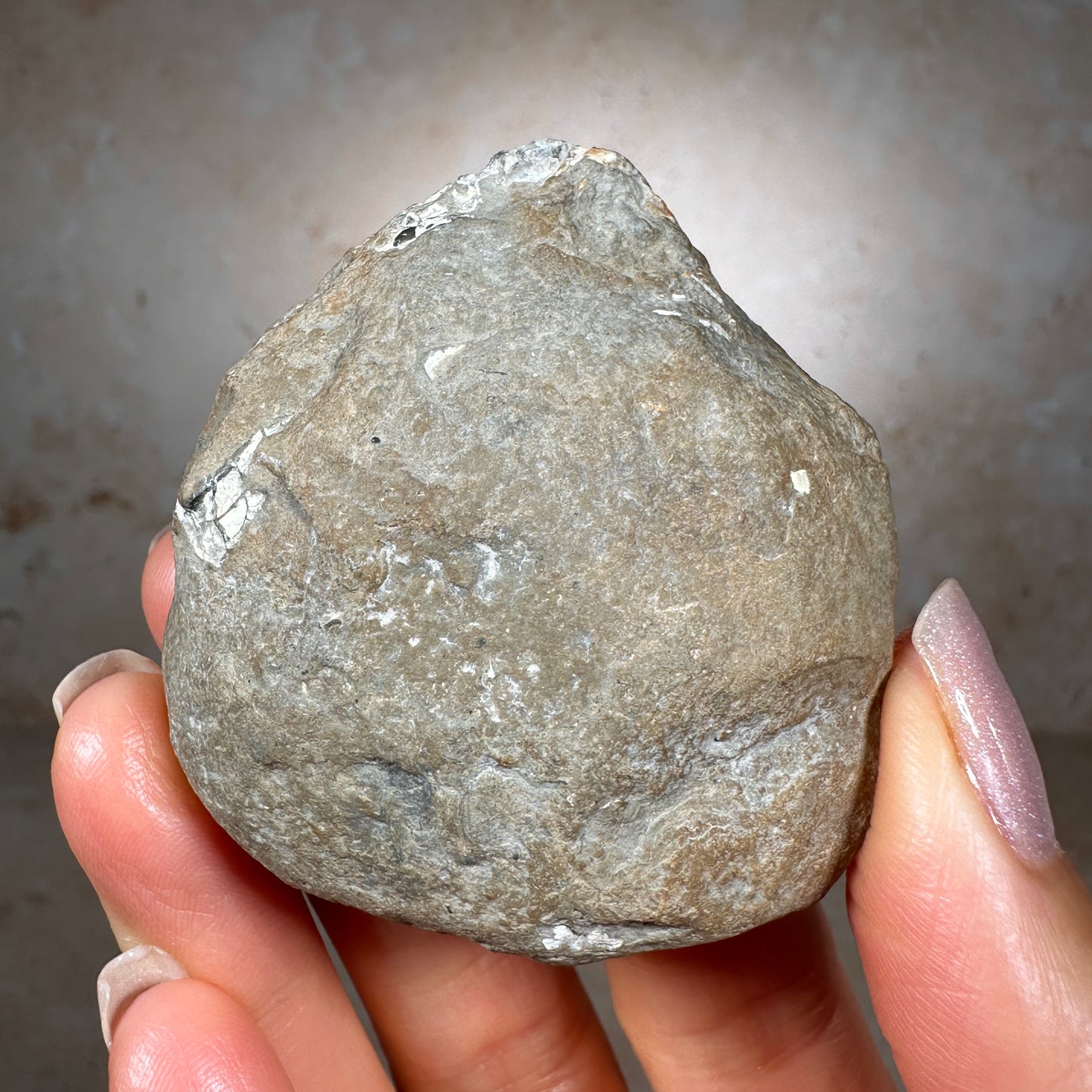 Jurassic Pyritized Ammonite Fossil (Pleuroceras), Germany, 81g