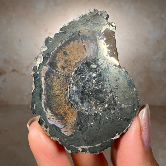 Jurassic Pyritized Ammonite Fossil (Pleuroceras), Germany, 62g
