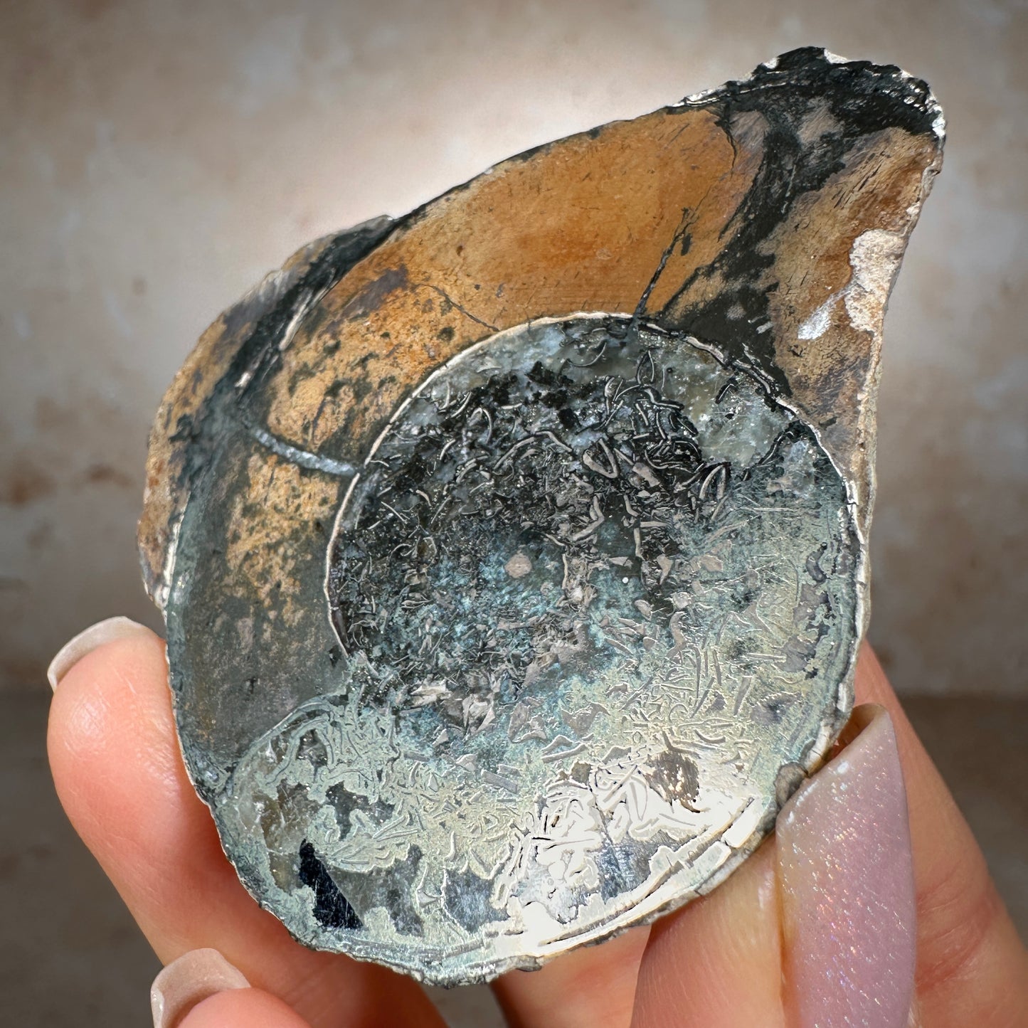 Jurassic Pyritized Ammonite Fossil (Pleuroceras), Germany, 67g