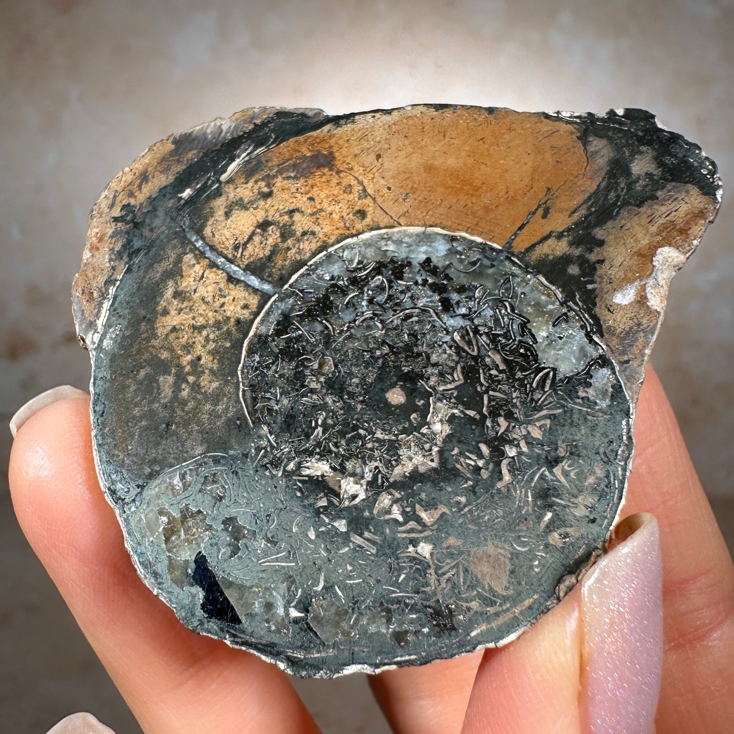 Jurassic Pyritized Ammonite Fossil (Pleuroceras), Germany, 67g