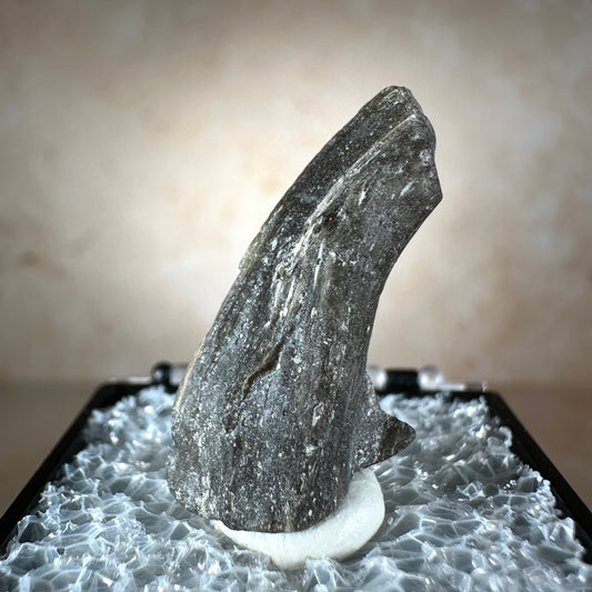 Darwin Glass Tektite, 2.3g, Darwin Crater, Western Tasmania, Australia
