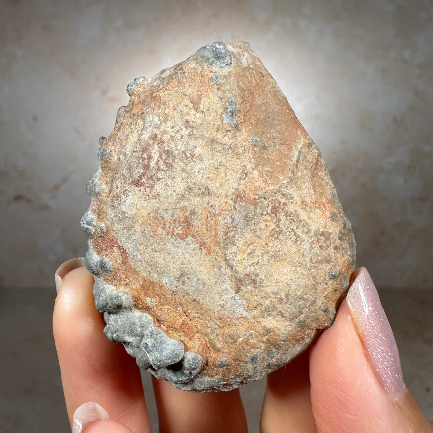 Jurassic Pyritized Ammonite Fossil (Pleuroceras), Germany, 42g