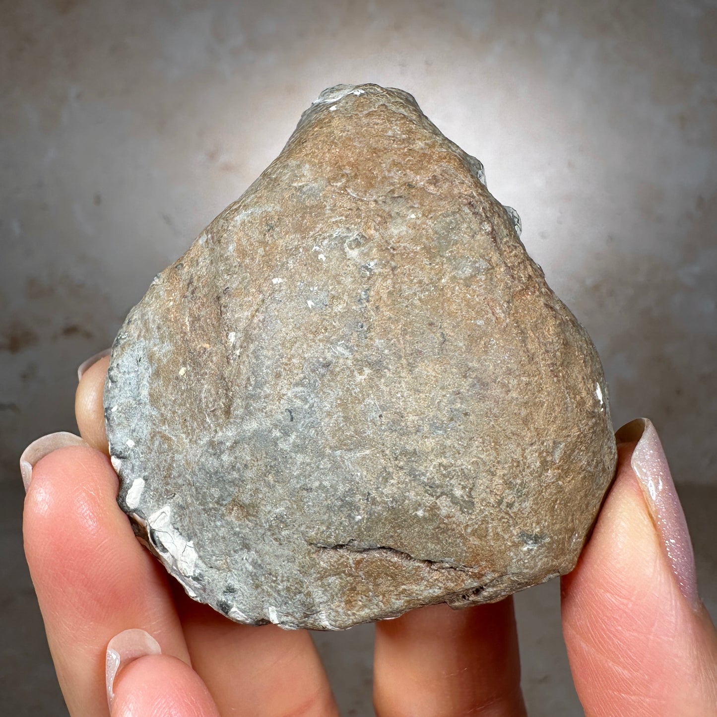 Jurassic Pyritized Ammonite Fossil (Pleuroceras), Germany, 67g