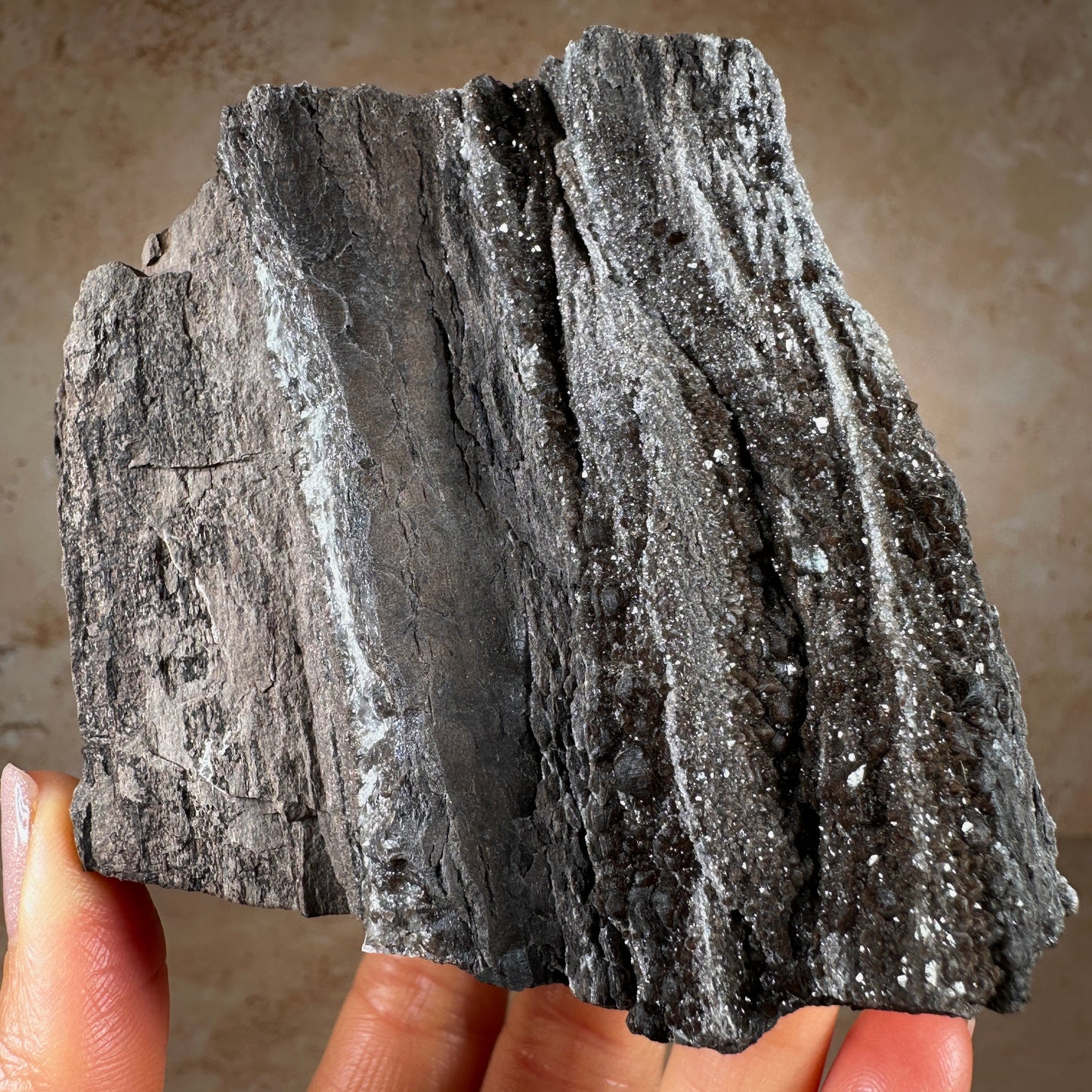 Permineralized Fossil Wood with Smoky Quartz, 540g | Arizona