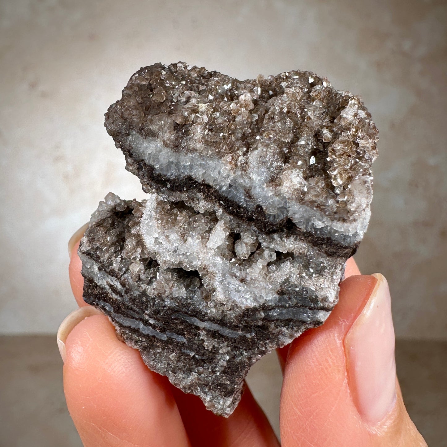 Rare Permineralized Fossil Wood