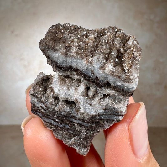 Rare Permineralized Fossil Wood