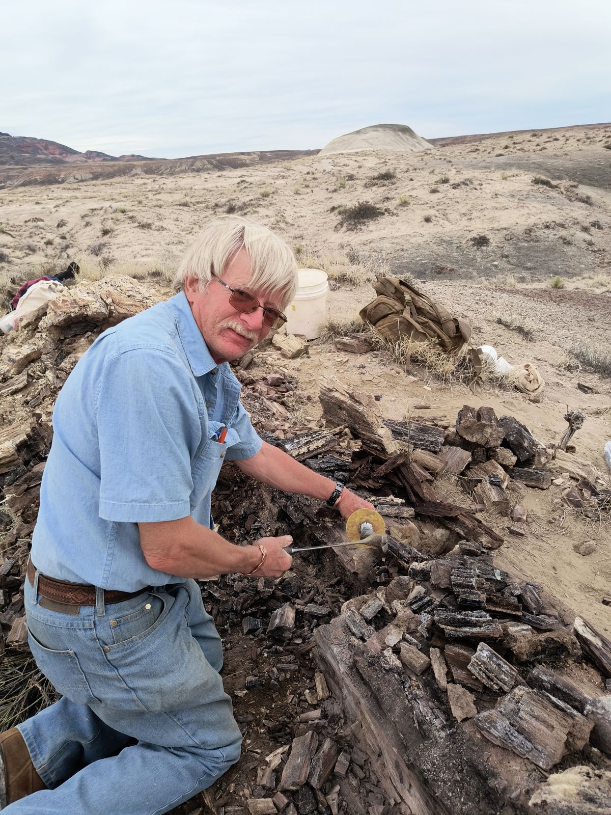 Carbonized Permineralized Fossil Wood