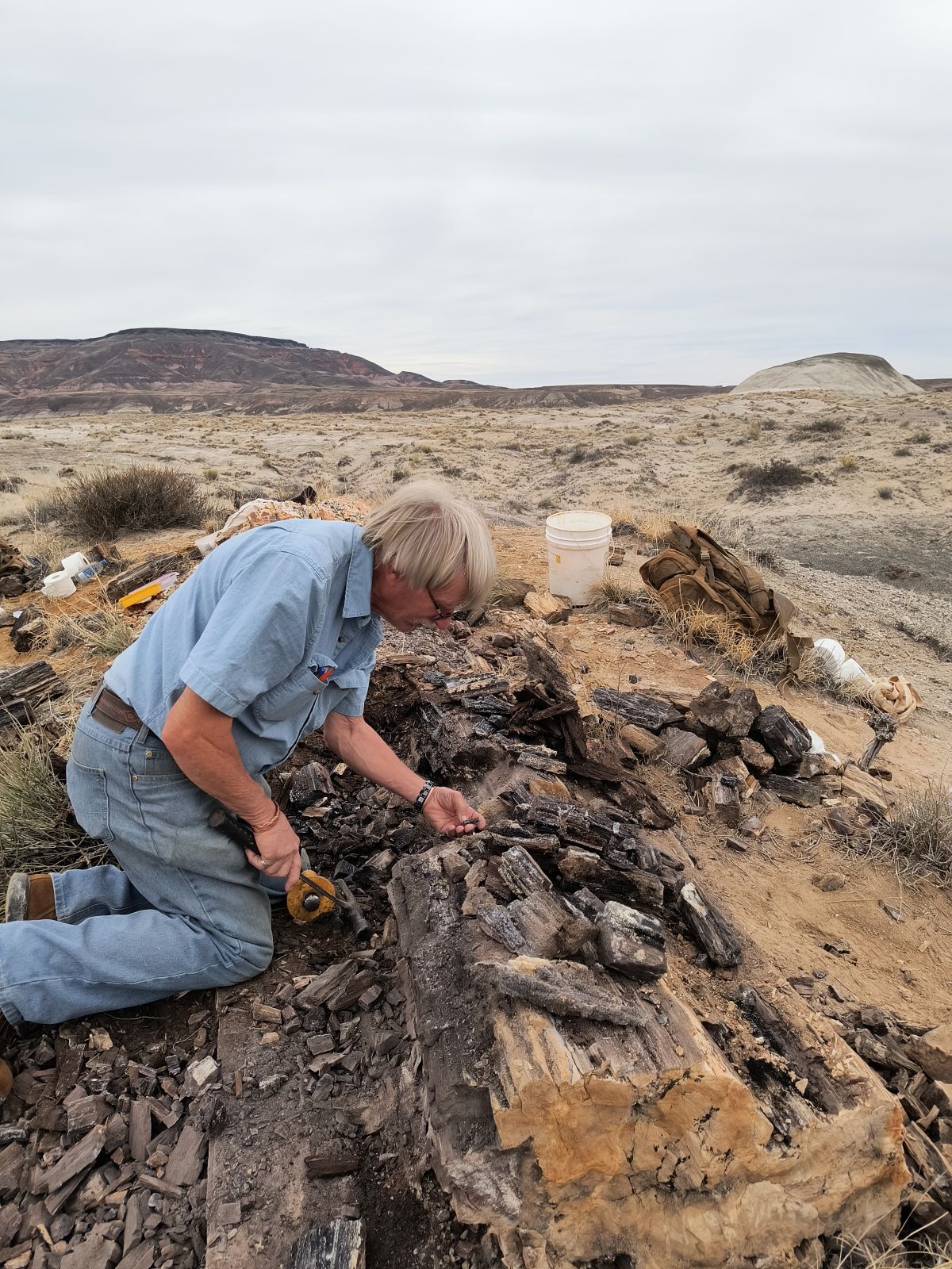 Collecting Smoky Quartz Fossil Wood