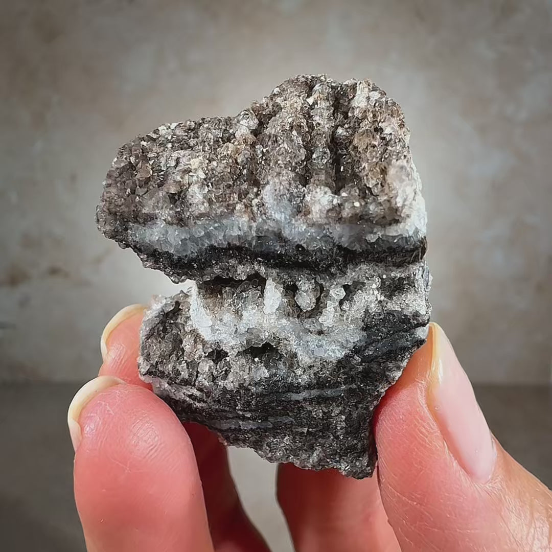 Permineralized Fossil Wood with Smoky Quartz