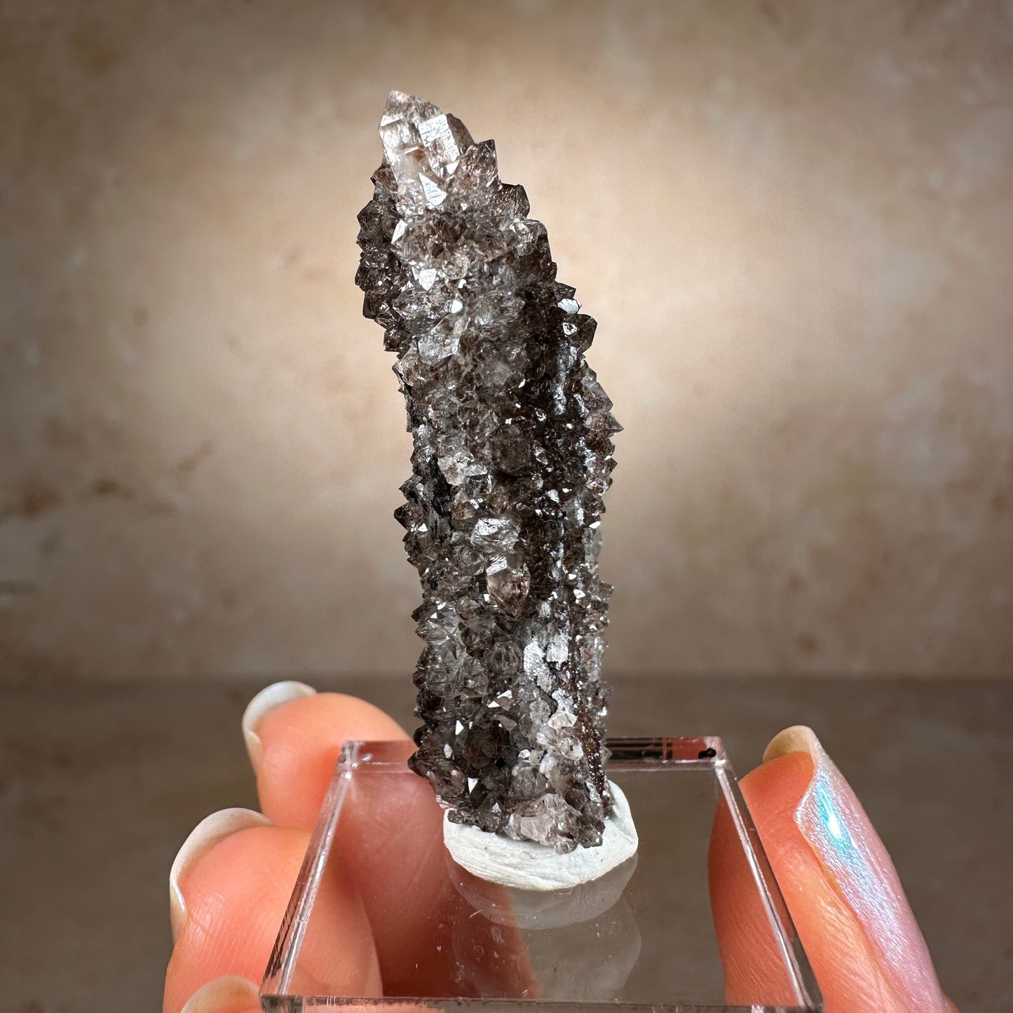 Crystallized Fossil Wood Termination with Smoky Quartz, 7.25g | Arizona