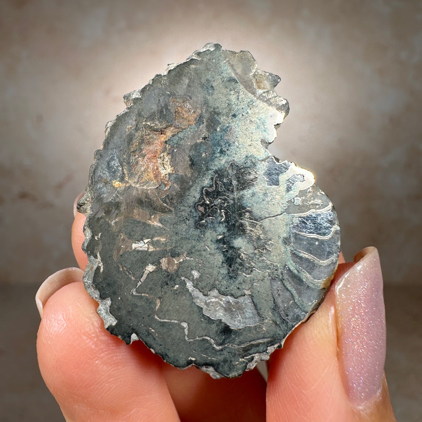 Jurassic Pyritized Ammonite Fossil (Pleuroceras), Germany, 22g
