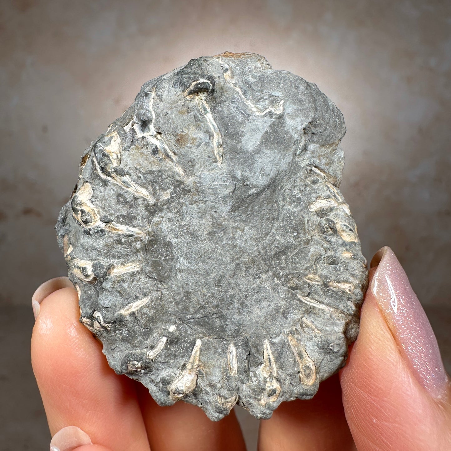 Jurassic Pyritized Ammonite Fossil (Pleuroceras), Germany, 28g