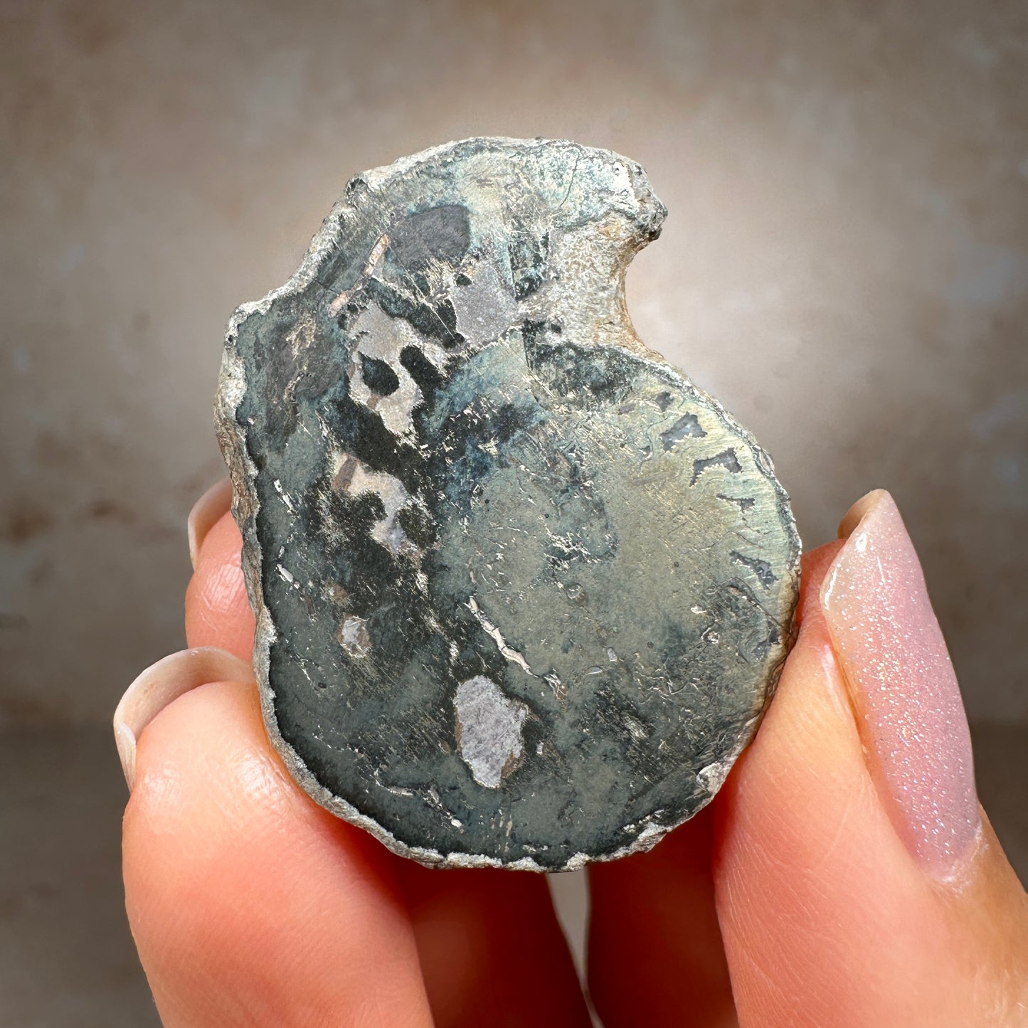 Jurassic Pyritized Ammonite Fossil (Pleuroceras), Germany, 19g