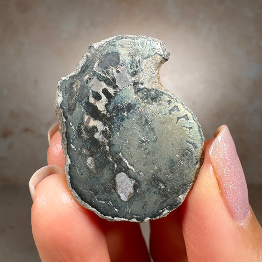 Jurassic Pyritized Ammonite Fossil (Pleuroceras), Germany, 19g