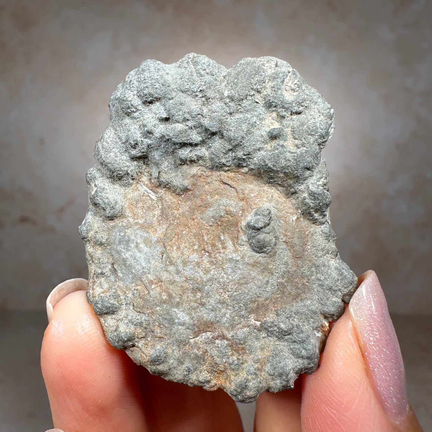 Jurassic Pyritized Ammonite Fossil (Pleuroceras), Germany, 25g