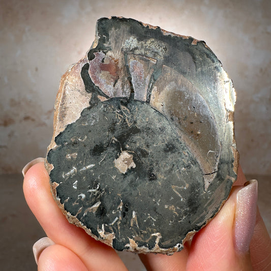 Jurassic Pyritized Ammonite Fossil (Pleuroceras), Germany, 130g