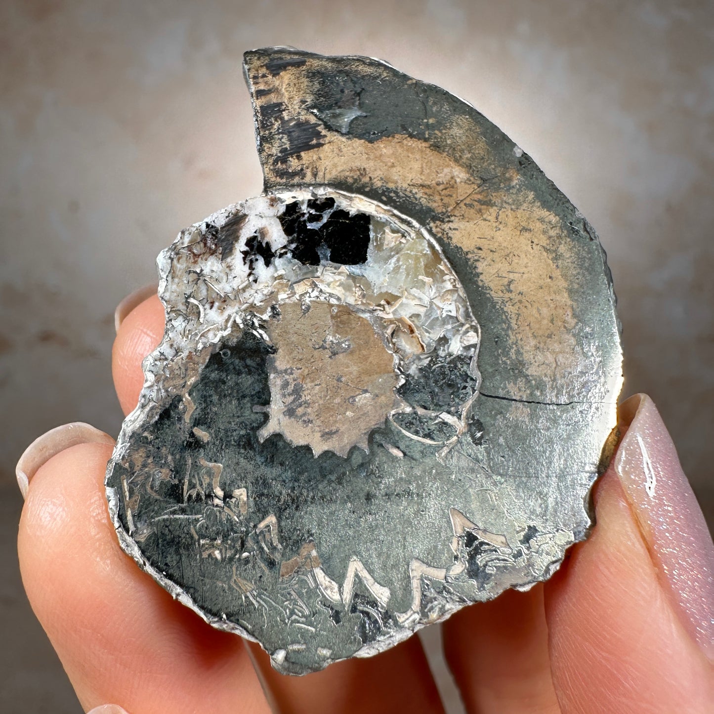 Jurassic Pyritized Ammonite Fossil (Pleuroceras), Germany, 30g