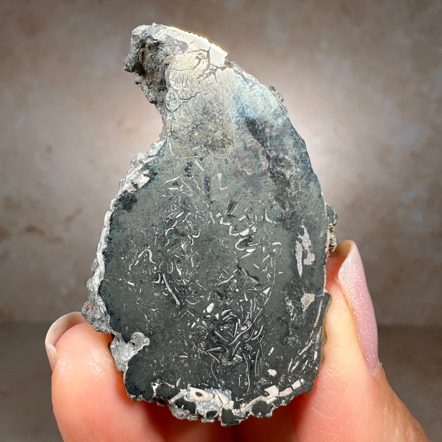 Jurassic Pyritized Ammonite Fossil (Pleuroceras), Germany, 33g