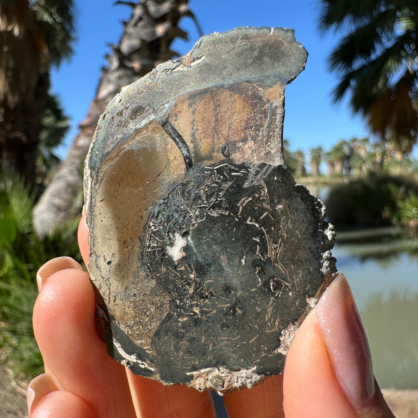Jurassic Pyritized Ammonite Fossil (Pleuroceras), Germany, 55g