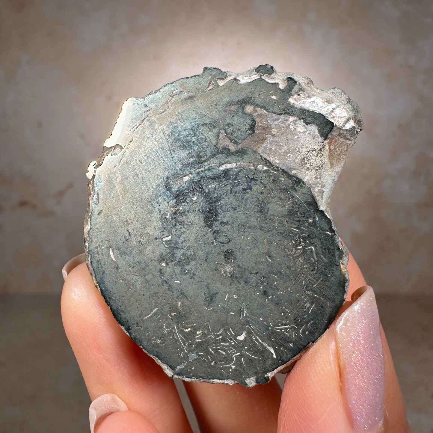 Jurassic Pyritized Ammonite Fossil (Pleuroceras), Germany, 36g