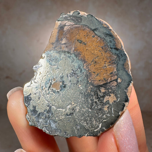 Jurassic Pyritized Ammonite Fossil (Pleuroceras), Germany, 30g