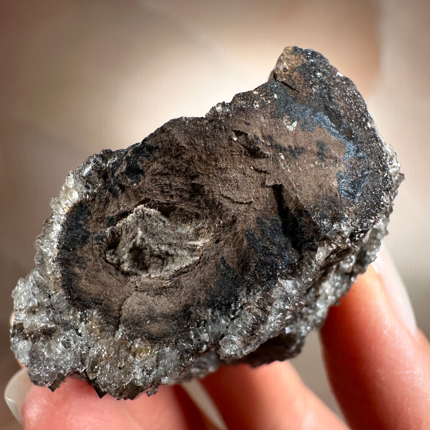 Crystallized Fossil Wood with Smoky Quartz Druzy, 65g | Arizona