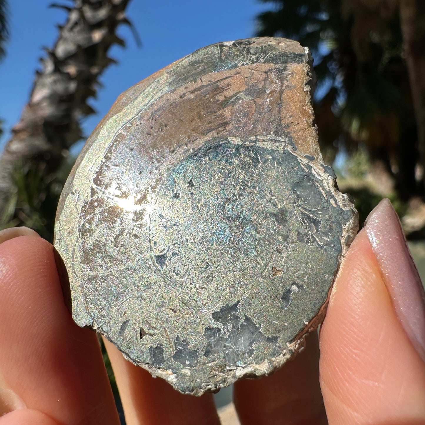 Jurassic Pyritized Ammonite Fossil (Pleuroceras), Germany, 51g
