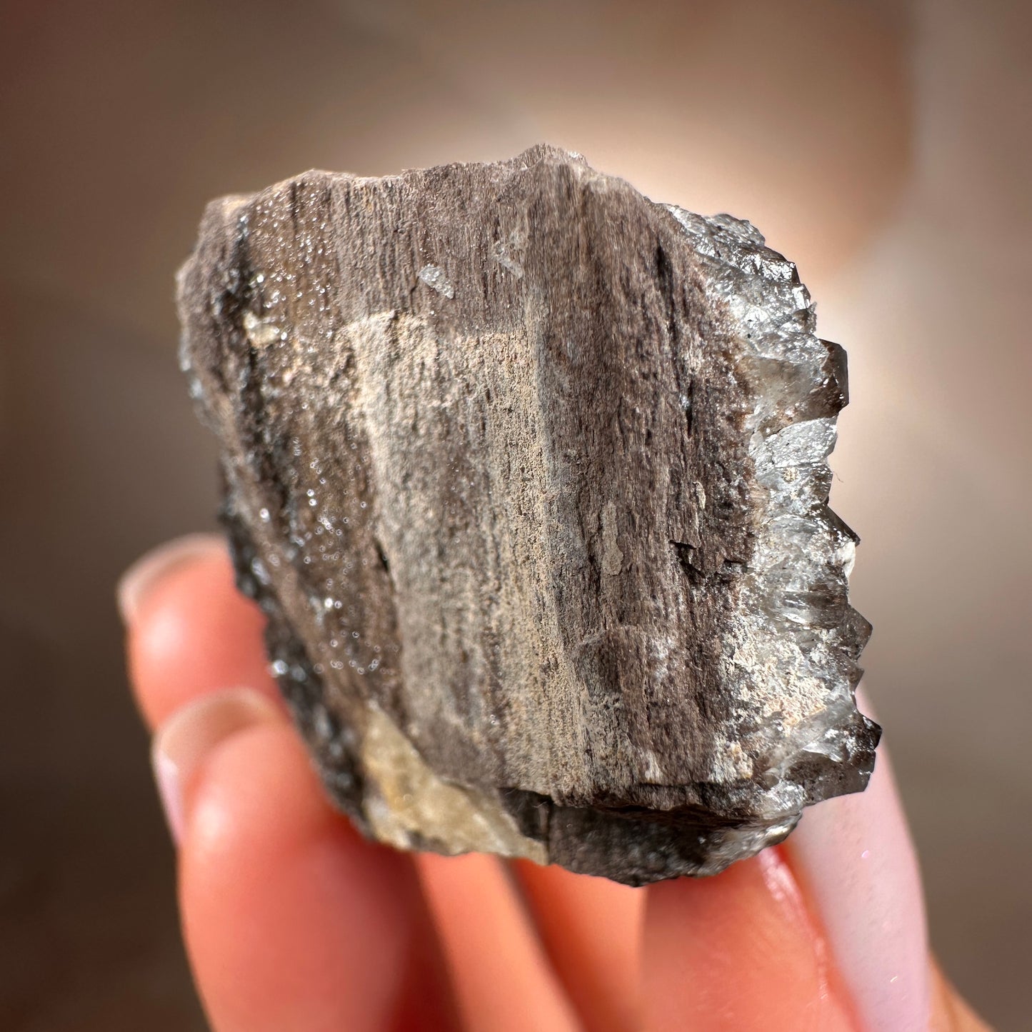 Crystallized Fossil Wood with Smoky Quartz Druzy, 44g — Arizona