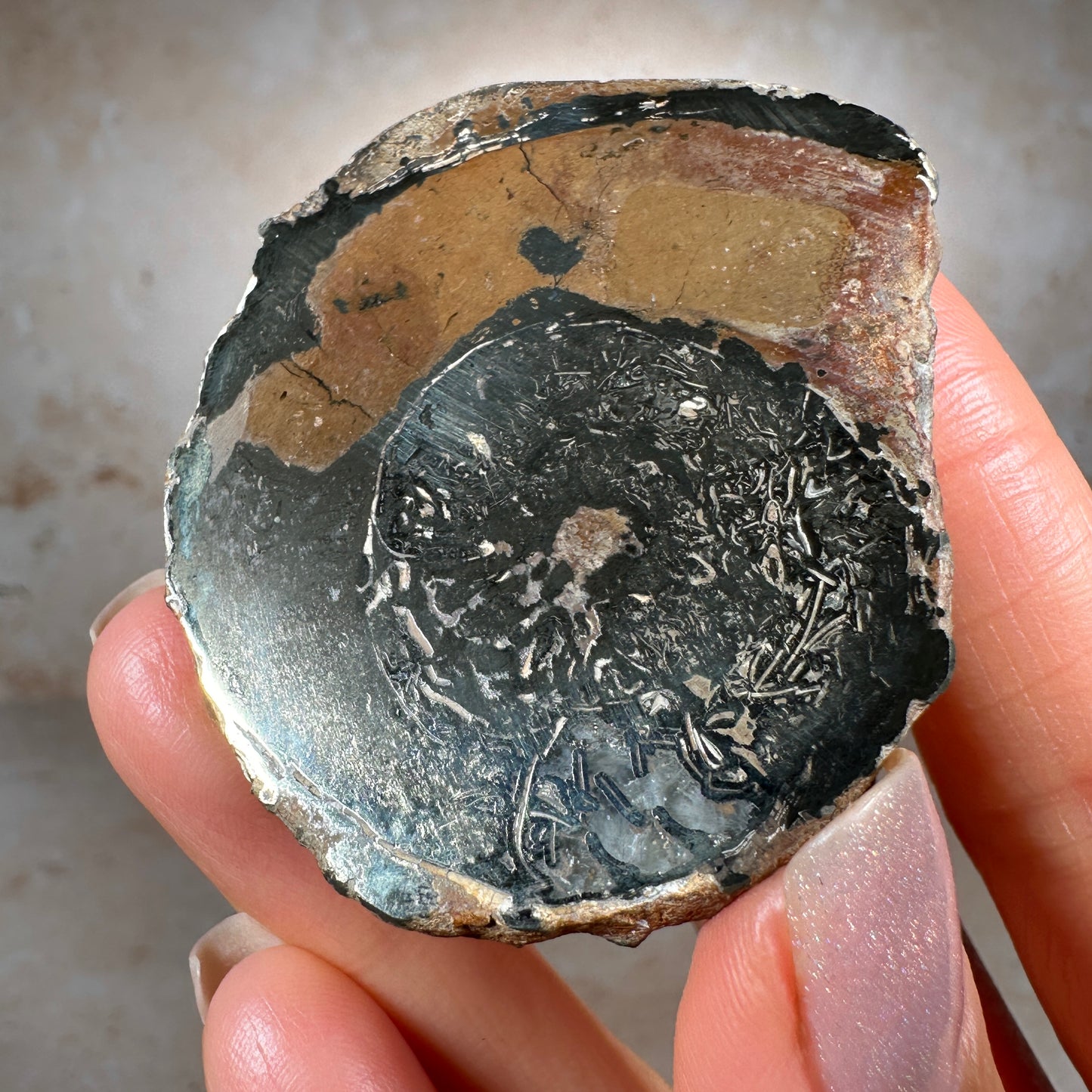 Jurassic Pyritized Ammonite Fossil (Pleuroceras), Germany, 69g